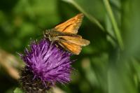 Ochlodes sylvanus