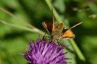 Ochlodes sylvanus