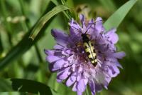 Rutpela maculata