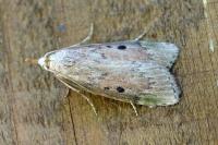 Aphomia sociella