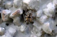 Beosus maritimus