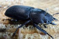 entomo