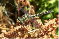 Onychogomphus forcipatus