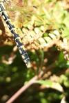 Onychogomphus forcipatus