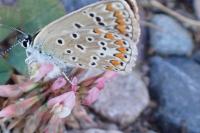 Polyommatus icarus