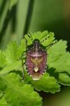 Dolycoris baccarum