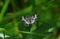 Epirrhoe tristata