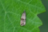 Celypha striana