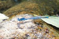 Erythromma lindenii