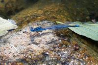 Erythromma lindenii