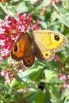 Lasiommata maera