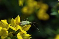 Adelphocoris quadripunctatus