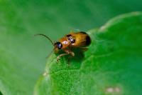 Phyllobrotica quadrimaculata