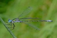 Lestes dryas