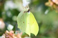 Gonepteryx rhamni