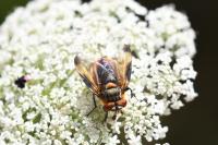 Phasia hemiptera