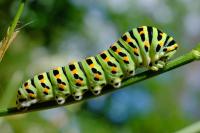 Papilio machaon