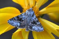 Hecatera bicolorata