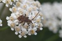 Coreus marginatus