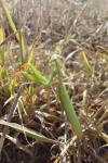 Mantis religiosa