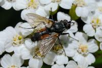 Eriothrix rufomaculata