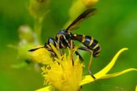 Conops strigatus