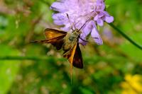 Ochlodes sylvanus