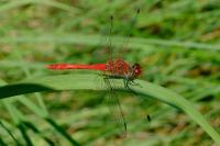 Sympetrum sanguineum