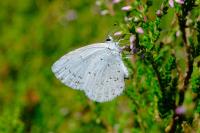 Celastrina argiolus