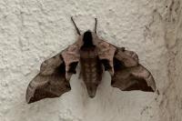 Smerinthus ocellatus