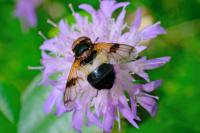 Volucella pellucens