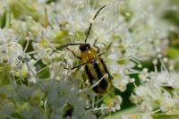 Diabrotica virgifera