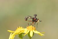 Physocephala vittata