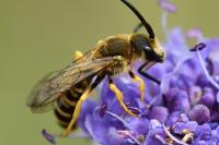 Halictus scabiosae