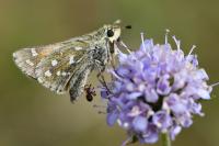 Hesperia comma
