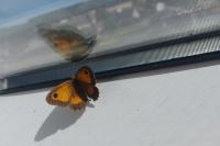 Arethusana arethusa