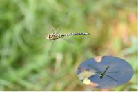 Aeshna cyanea