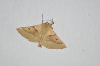 Crocallis elinguaria