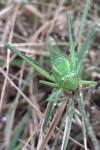 Ruspolia nitidula