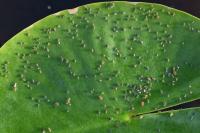 Rhopalosiphum nymphaeae