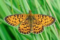 Boloria selene