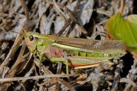 Stethophyma grossum