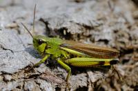 Stethophyma grossum