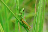 Euthystira brachyptera