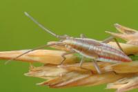 Stenodema calcarata