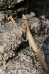 Mantis religiosa