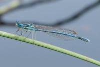 Platycnemis pennipes