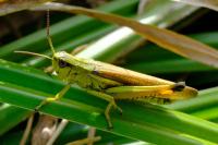 Stethophyma grossum