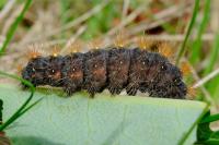 Acronicta auricoma