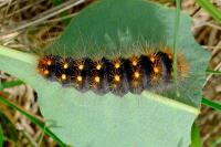 Acronicta auricoma